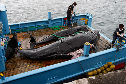 Международный суд ООН запретил Японии охотиться на китов