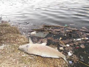 Поющий карась и Золотая рыбка будут встречать гостей "Большой бард-рыбалки"