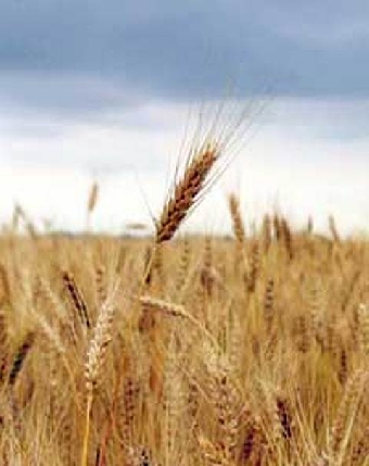 Беларусь планирует в 2011 году экспортировать сельхозпродукции на $4 млрд.