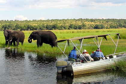В Замбии слон напал на туристов и растоптал их