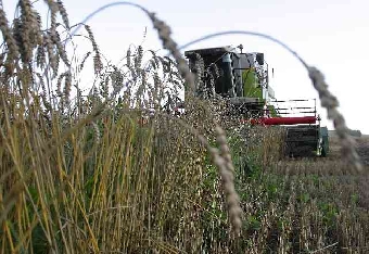 На юге Беларуси началась массовая уборка зерновых
