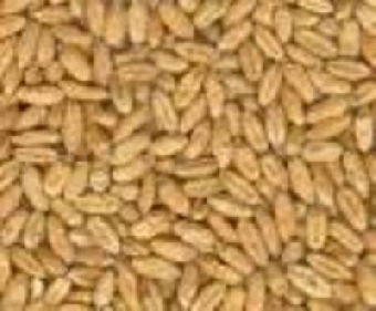 Беларусь планирует экспортировать семена зерновых культур