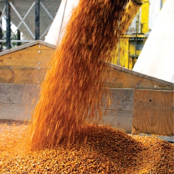 Валовой сбор зерна в Беларуси в 2011 году ожидается на уровне 9 млн.т