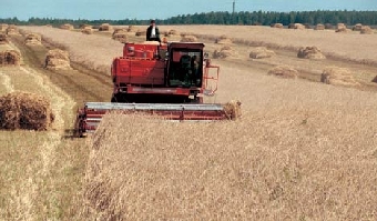 В Беларуси госзаказ по продаже зерна увеличен до 1 млн. 25 тыс.т