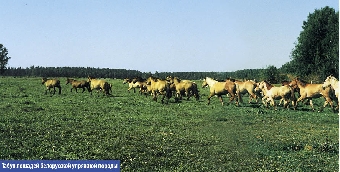 Селекционно-племенную ферму для коров с высоким генетическим потенциалом создают в Беларуси