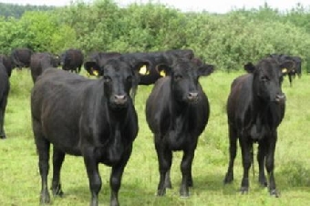 Белорусские генетики выводят уникальных коров