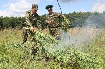 В Лоевском районе уничтожено около 6 т конопли