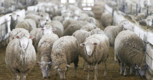 Беларусь ограничила ввоз овец и коз из Московской и Тульской областей