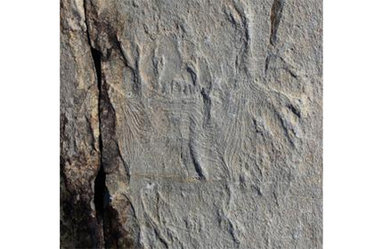 Палеонтологи нашли древнейший образец мышечной ткани