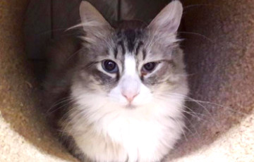 В минском аэропорту потерялся кот Мартик, летевший в Женеву
