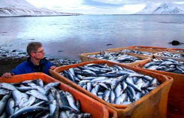 Норвежскую рыбу пустят в Россию, но только транзитом через Беларусь