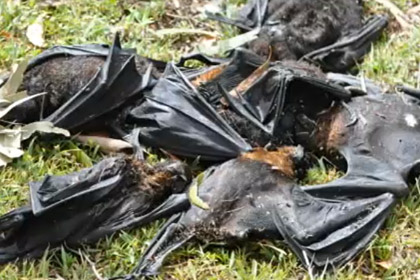 На Австралию выпали сто тысяч дохлых летучих мышей