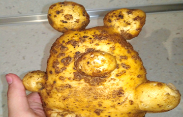 Фотофакт: Слонимчанка выкопала гигантскую картофелину в виде медведя