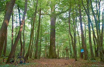 Ученые составляют базу редких и уникальных деревьев Беларуси