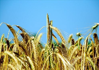 Хозяйства Витебской области первыми в Беларуси выполнили госзаказ на зерно