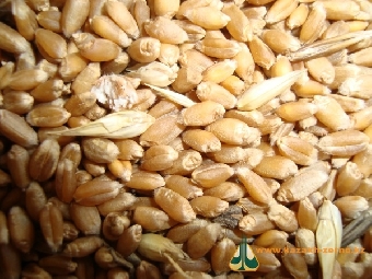 Хозяйства Беларуси преодолели семимиллионный рубеж по намолоту зерна