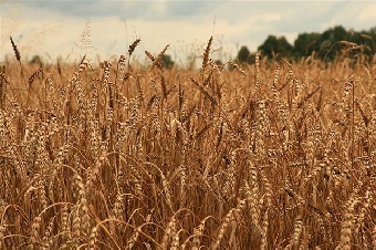 Хозяйства Беларуси выполнили госзаказ по зерну пшеницы и ржи