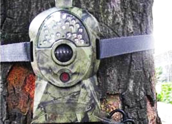 В лесах установят видеокамеры