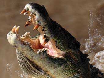 В Австралии крокодилы съели второго ребенка за несколько недель