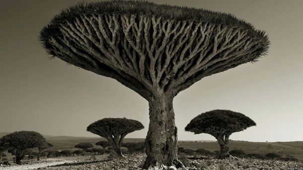 Фотофакт: Самые старые деревья на планете