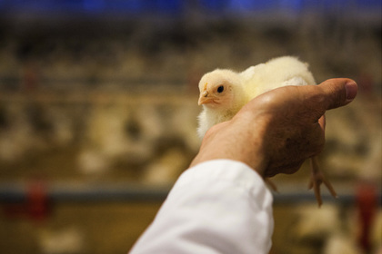 Южная Корея из-за птичьего гриппа запретила импорт американской курятины