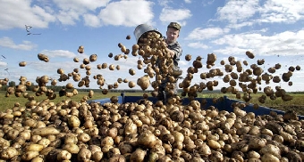 Урожайность картофеля в Могилевской области превышает прошлогоднюю на 20%