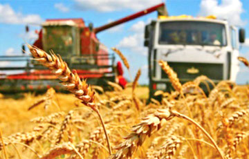 Агросектор Беларуси держит рекордные долги и снижает производство