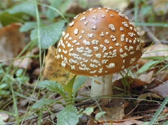 Пластинчатые грибы чаще других путают с ядовитыми двойниками