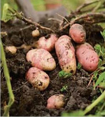 Стабфонд картофеля в Могилевской области увеличат почти в 1,7 раза