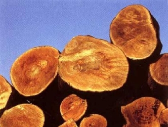 Предприятия Минлесхоза возобновили экспорт древесины в Польшу
