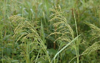 Хозяйства Гомельской области превысили прошлогодний объем заготовки травянистых кормов