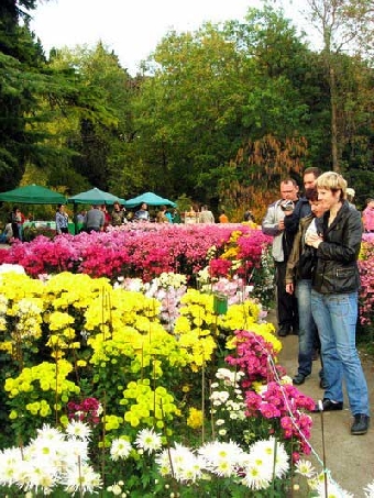 Выставка хризантем и георгин пройдет в Центральном ботаническом саду 24 сентября
