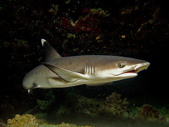 В Египте акула смертельно ранила туристку из Германии