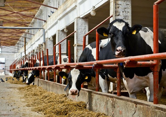 К 2020 году в Беларуси должно производиться не менее 9,2 млн тонн молока