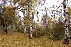 Соседи: Полковника КГБ Казака нашли убитым в лесу (Видео)
