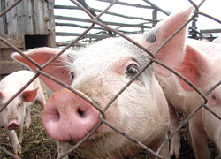 На свинокомплексе под Любанью за ночь умерло более 500 свиней