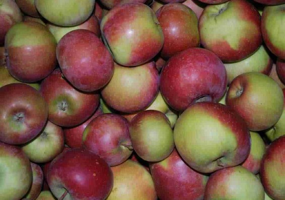 Россельхознадзор хочет знать, где выросли белорусские яблоки