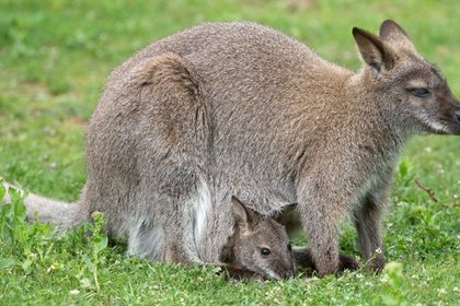 В зоопарке Висконсина детеныша кенгуру украли из сумки матери