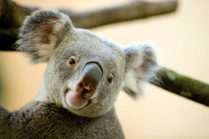 У коал нашли дополнительную пару голосовых связок