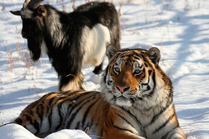«Россия 24» покажет полнометражку про тигра Амура и козла Тимура