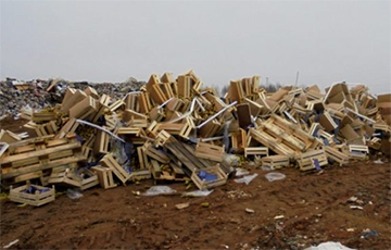 За два дня в РФ уничтожили более 30 тонн груш из Беларуси