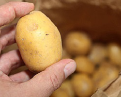 Беларусь снимает ограничения на поставки украинского картофеля