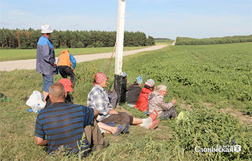 Белорусские колхозы: бесхозяйственность и низкая зарплата