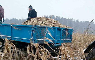 Собирать кукурузу из-под снега приказал глава Вилейского исполкома