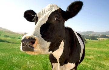Фотофакт: На выставке «Белагро» корову поместили в клетку на 30-градусной жаре