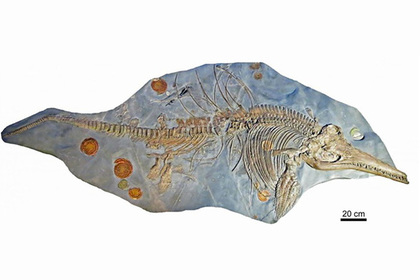 Обнаружен скелет «рыбоящера» с зародышем внутри