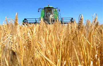 Белорусскому урожаю зерновых угрожает засуха