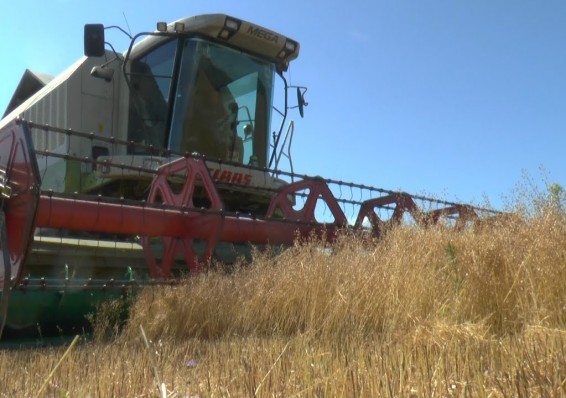 В Беларуси уже собрано более двух миллионов тонн зерна
