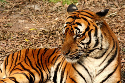 В Шанхайском зоопарке редкий тигр задрал смотрителя