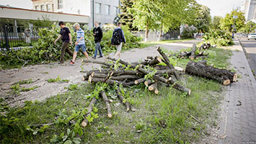 В Минске вырубают деревья под новый комплекс сербских друзей Лукашенко